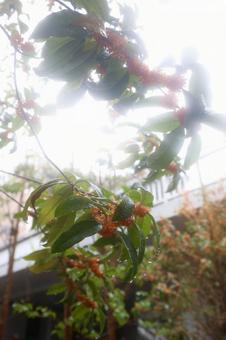 雨上がりの柔らかい光 フレア,ソフト感,エモいの写真素材