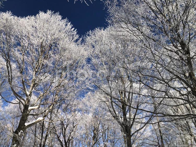 快晴の空と樹氷の木　長野県白馬村 快晴,晴れ,青空の写真素材