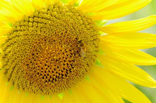ひまわりの花にとまる蜂のクローズアップ ひまわりの花にとまる蜂のクローズアップ 向日葵,花,黄色の写真素材