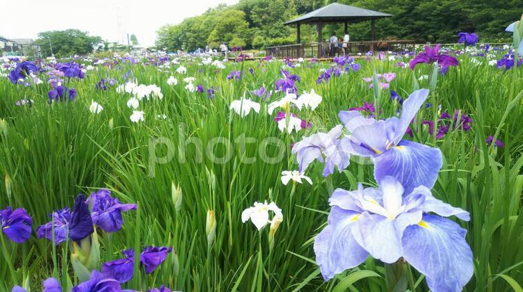 北山公園の菖蒲 フィールド,何人もありません,公園の写真素材