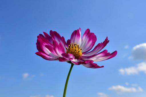 コスモスと青空の写真