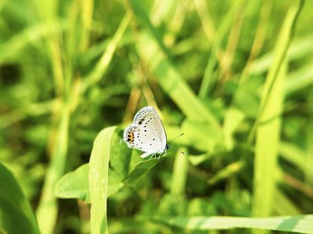 Photo, butterfly, close-up, leaf, 
