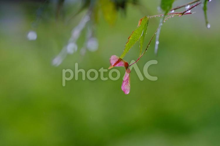 雨のしずくともみじの赤いタネ しずく,タネ,もみじの写真素材
