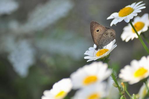 Photo, daisy, white flower, butterfly, 