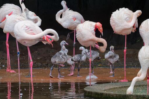ヒナのいるフラミンゴの群れ① フラミンゴ,ヒナ,動物の写真素材