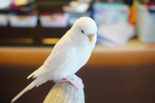 セキセイインコの写真