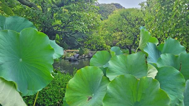 坂東33観音 04番 長谷寺 蓮の葉 坂東33観音 04番 長谷寺 蓮の葉 長谷寺,海光山,慈照院の写真素材