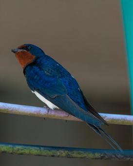 道の駅いたこの軒先に佇むツバメ 野鳥,ツバメ,スワローの写真素材