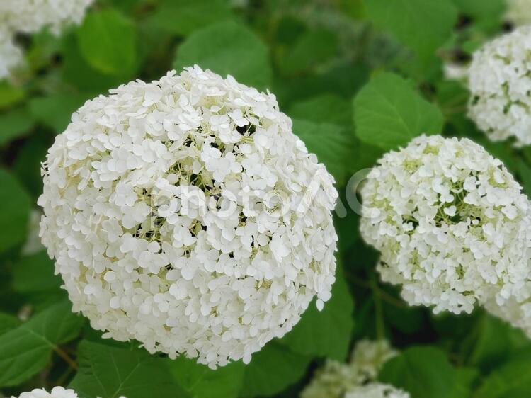 あじさい　品種：アナベル あじさい,紫陽花,花の写真素材