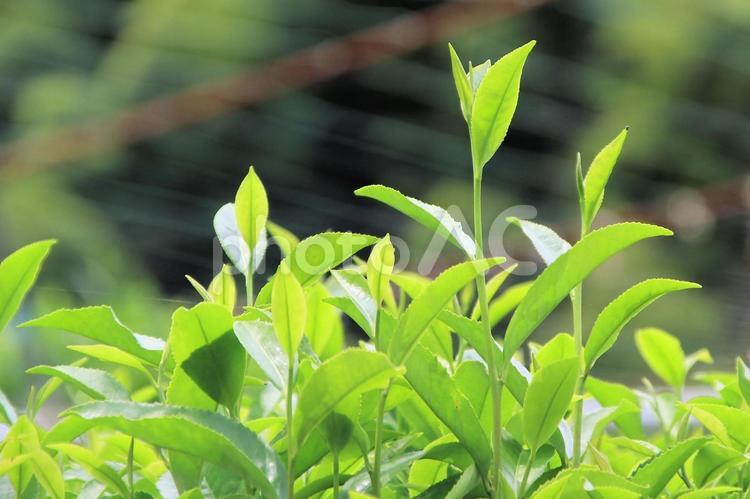 暑い夏の日　山間の茶畑 茶畑,夏,暑いの写真素材
