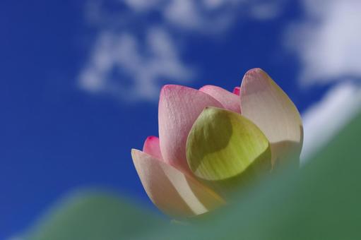 蓮 ハス 水辺の花 ピンクの花 青空 蓮 ハス 水辺の花 ピンクの花 青空の写真