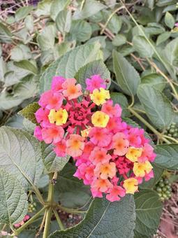 ランタナ（七変化） 花,公園,秋の写真素材