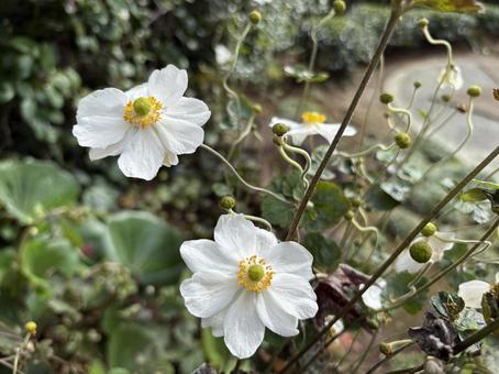 柏の葉公園日本庭園の白い花 千葉県,柏市,柏の葉公園の写真素材