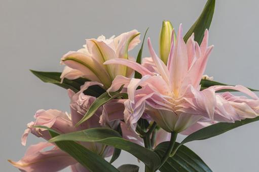 綺麗に咲いた百合の花 綺麗に咲いた百合の花 ユリ,リリー,花の写真素材