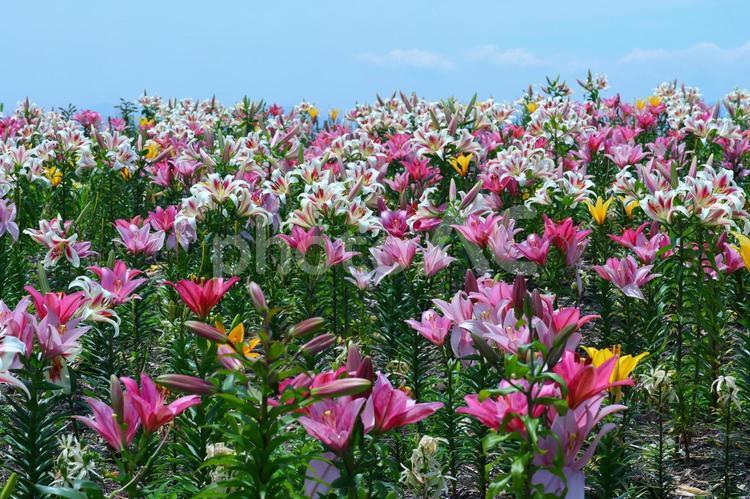 美しき百合の花 百合,百合の花,花の写真素材