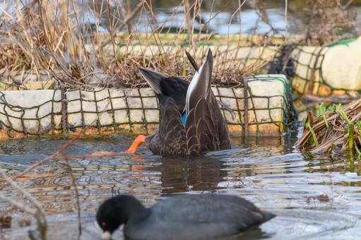 A spot-billed duck diving upside down and a coot on the surface of the water, JPG