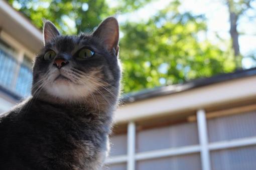 見返り美人猫 見返り美人猫の写真