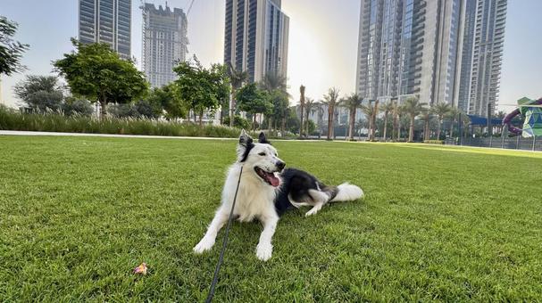 海外での犬との散歩 海外,犬,外国の写真素材