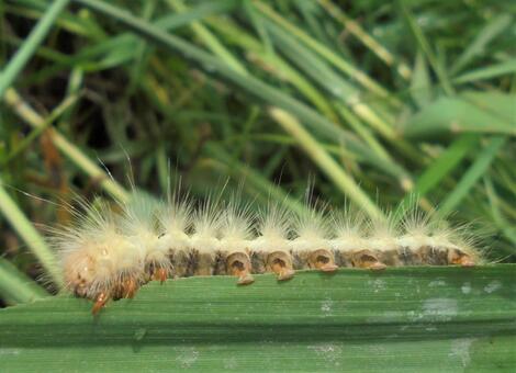 127　足が・・・？ 夏,北海道,足の写真素材