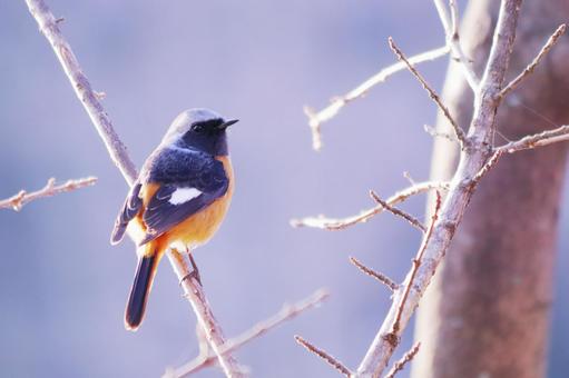 枝の上で振り向くジョウビタキ 枝の上で振り向くジョウビタキ ジョウビタキ,鳥,冬の写真素材