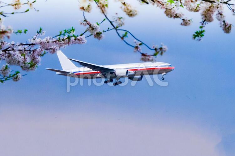 飛行機と桜 飛行機,航空機,旅客機の写真素材