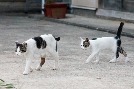 歩く親子の猫 歩く親子の猫 猫,母子,親子の写真素材