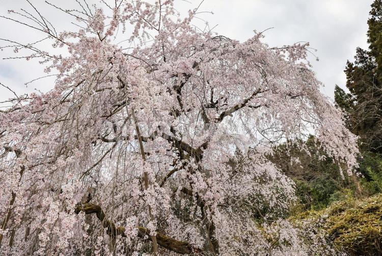 波佐見のしだれ桜 シダレザクラ,枝垂桜,枝垂れの写真素材