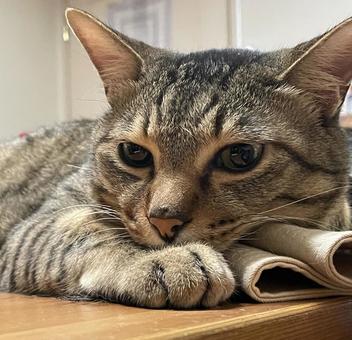 ねこさん ねこ,ネコ,かわいいの写真素材