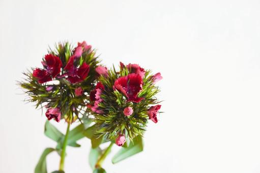 Photo, nagisa, nadesico, flower, 