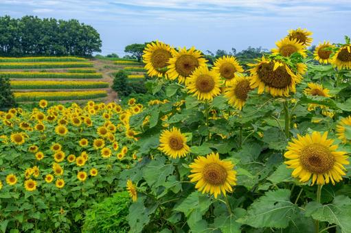 段々ひまわり 段々ひまわり ひまわり,長崎鼻,花とアートの岬の写真素材