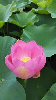 蓮の花 蓮の花の写真