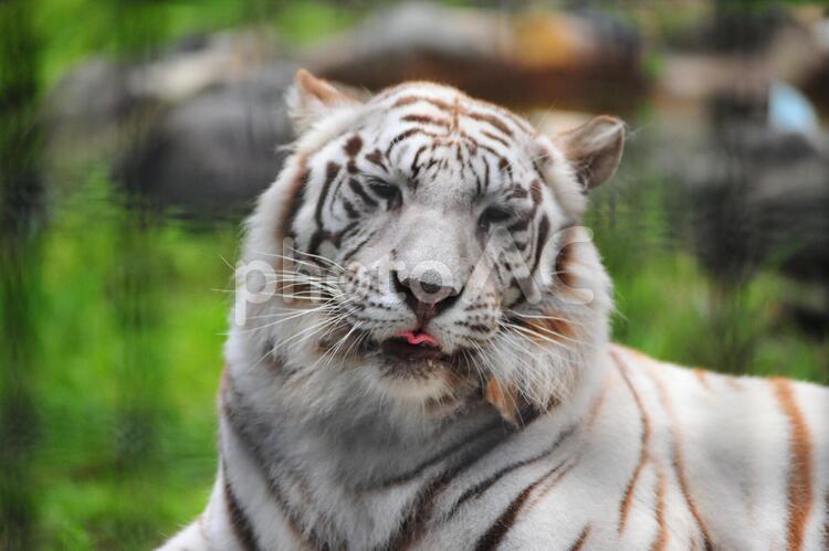 ホワイトタイガー 虎,野生動物,毛皮の写真素材
