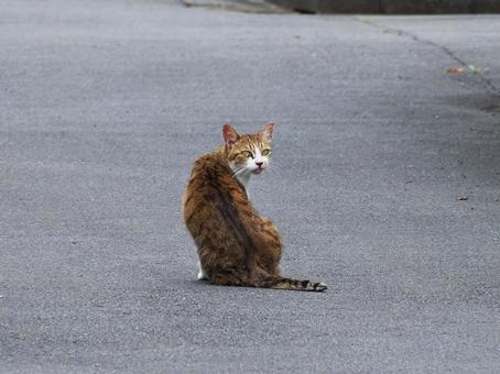 振り向き猫さま 振り向き猫さまの写真