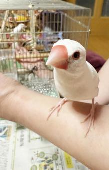 可愛い白い文鳥 可愛い白い文鳥の写真