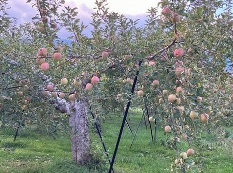 りんご園の写真