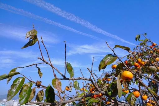 秋空、柿と飛行機雲 柿,秋,青空の写真素材
