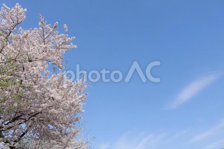 満開の桜と青空 桜,満開,花見の写真素材