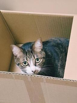 猫 陣地見つけた 猫 陣地見つけたの写真