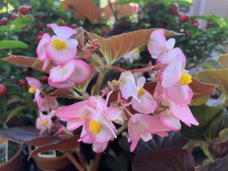 花 フォーカルポイント 花 フォーカルポイントの写真
