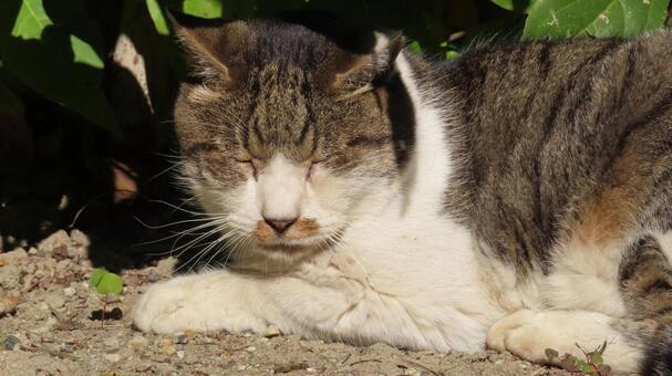 日向ぼっことお昼寝が日課のもふもふな猫様 猫,キジシロ,眠り猫の写真素材