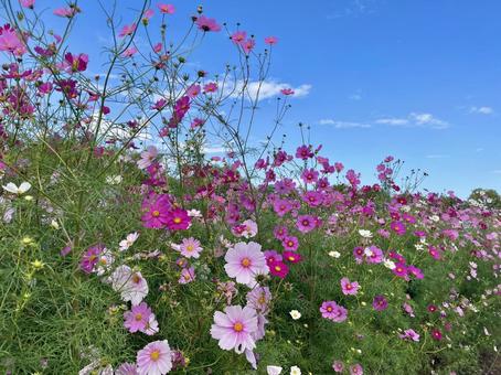 コスモス(秋桜)と青空 コスモス(秋桜)と青空 コスモス,青空,きれいの写真素材