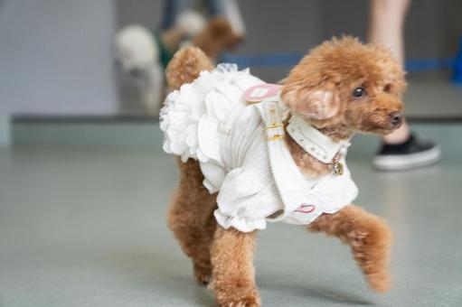 トイプードルの写真