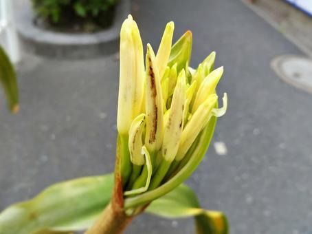 Photo, bud, hamayuu, beach cotton, 