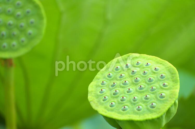 蓮の種　トライポフォビア　集合体恐怖症 蓮の種,蓮,植物の写真素材
