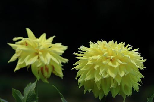 色鮮やかな大輪 色鮮やかな大輪 ダリア,花,キク科の植物の写真素材