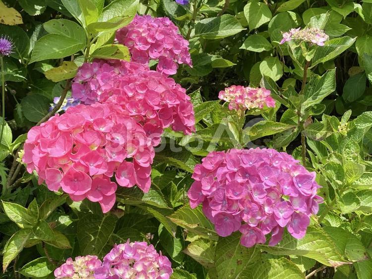 紫陽花　たくさん 6月,7月,あじさいの写真素材