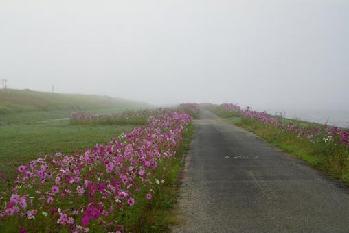 コスモス コスモス,秋,花の写真素材