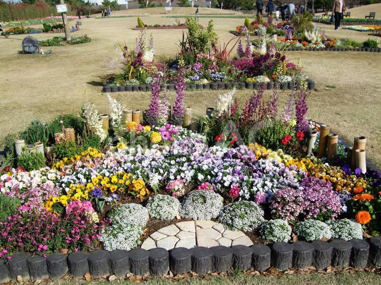 春の公園の寄せ植え パンジー,アリッサム,サクラソウの写真素材