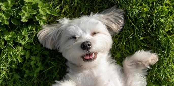 芝生で仰向けにリラックスする白い小型犬 芝生で仰向けにリラックスする白い小型犬の写真