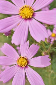 コスモス コスモス,ピンクのコスモス,10月の写真素材